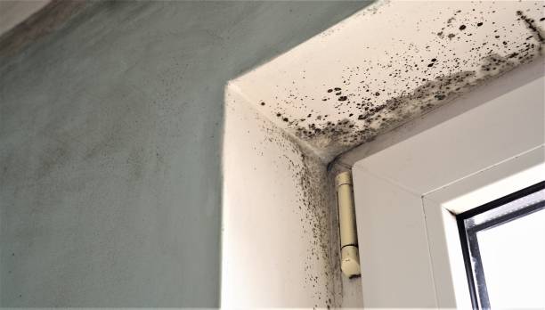 Best Mold Remediation for Healthcare Facilities  in Brownlee Park, MI