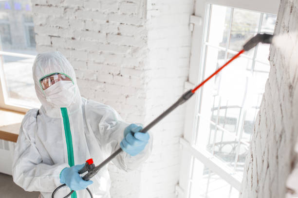 Best Basement Mold Removal  in Brownlee Park, MI