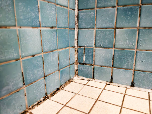 Best Crawl Space Mold Remediation  in Brownlee Park, MI