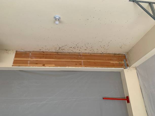 Best Indoor Air Quality Assessment  in Brownlee Park, MI