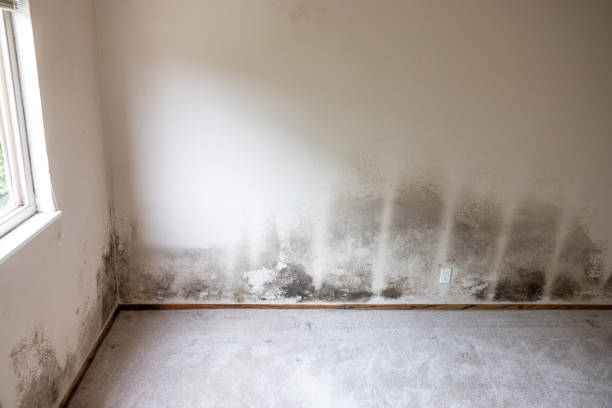 Asbestos and Lead Testing During Mold Inspection in Brownlee Park, MI