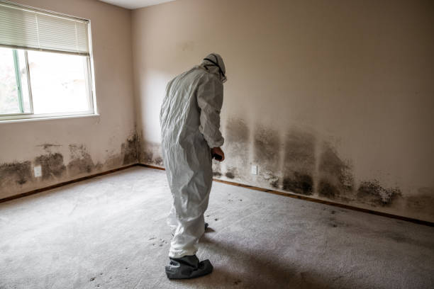Best Water Damage & Mold Remediation  in Brownlee Park, MI