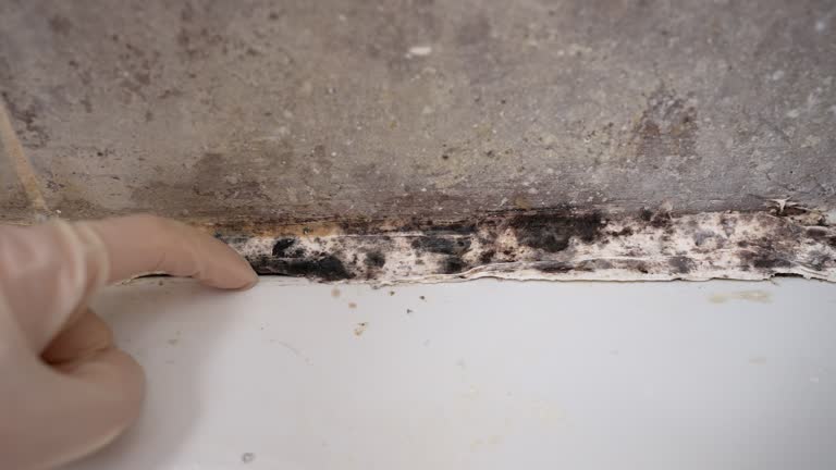 Best Post-Remediation Verification Testing  in Brownlee Park, MI