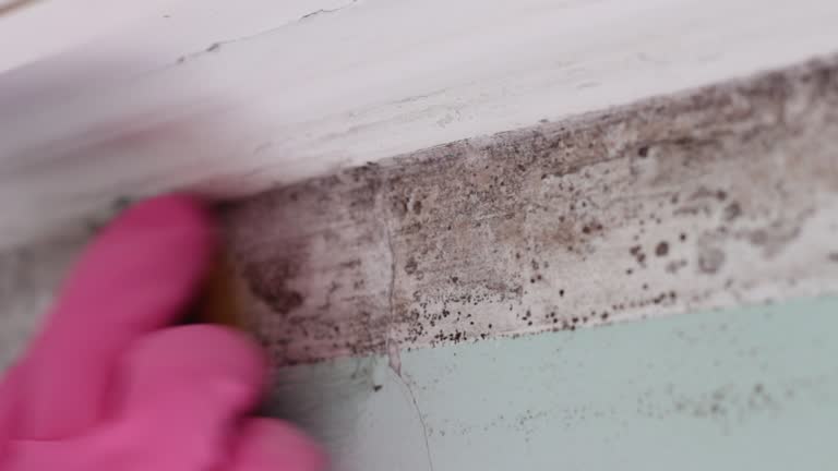 Best Black Mold Removal  in Brownlee Park, MI